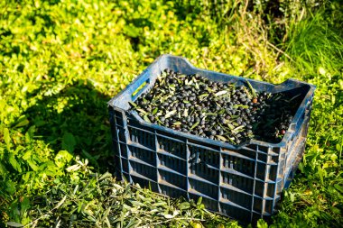 basket of harvested olives , fresh olive crop harvested and packed in plastic boxes. High quality photo