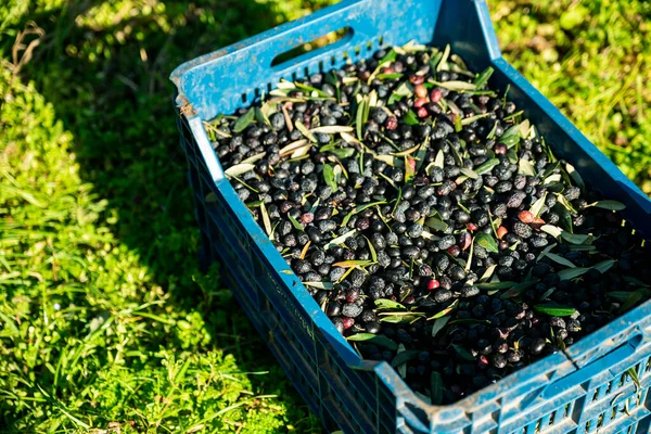 basket of harvested olives , fresh olive crop harvested and packed in plastic boxes. High quality photo