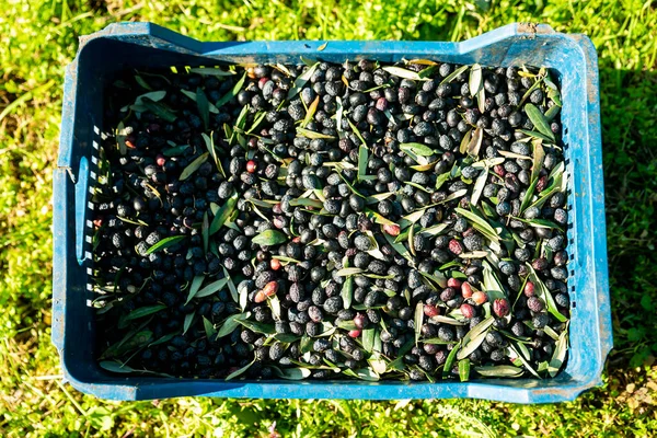 basket of harvested olives , fresh olive crop harvested and packed in plastic boxes. High quality photo