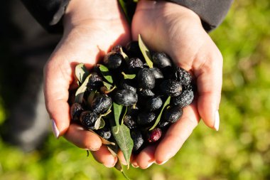 girl hands with olives, picking from plants during harvesting, Hands Holding Olives , Handful of olives. High quality photo