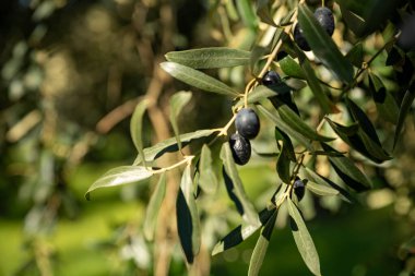 Olive oil trees full of olives.olive harvest , traditional olive farming concept. High quality photo