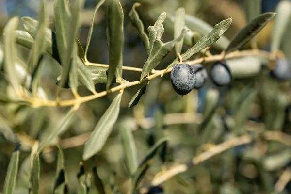 Olive oil trees full of olives.olive harvest , traditional olive farming concept. High quality photo