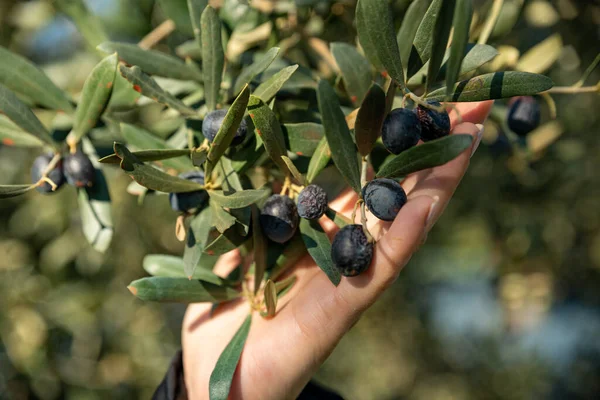 Hand picking green and black olives on the branch tree , traditional olive harvest concept , healthy food concept. High quality photo