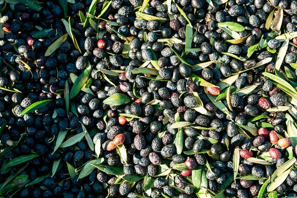 Olives during harvest , Just picked olives on the net during harvest time . High quality photo