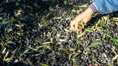 Olive picking time , Peasant Hands during Olives Harvesting , Farmer sorting freshly harvested olives. High quality photo
