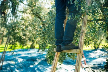 Harvesting fresh olives from agriculturists in an olive tree field in turkey, turkey for olive oil production. High quality photo