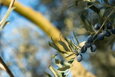 Olive oil trees full of olives.olive harvest , traditional olive farming concept. High quality photo