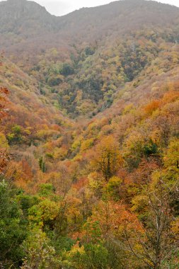 colorful forest in autumn , colorful autumn season background. High quality photo
