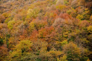 colorful forest in autumn , colorful autumn season background. High quality photo