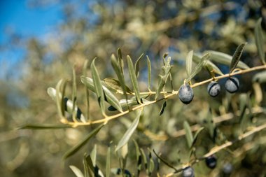 Olive oil trees full of olives.olive harvest , traditional olive farming concept. High quality photo