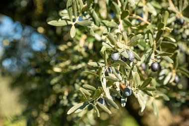 Olive oil trees full of olives.olive harvest , traditional olive farming concept. High quality photo
