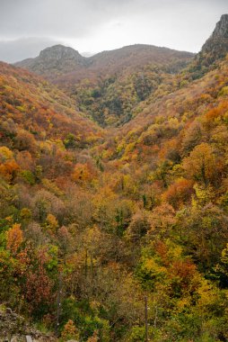 colorful forest in autumn , colorful autumn season background. High quality photo