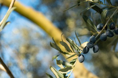 Olive oil trees full of olives.olive harvest , traditional olive farming concept. High quality photo