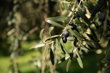 Olive oil trees full of olives.olive harvest , traditional olive farming concept. High quality photo