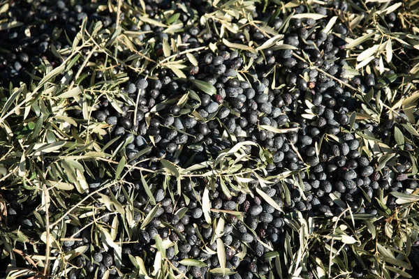 Olives during harvest , Just picked olives on the net during harvest time . High quality photo