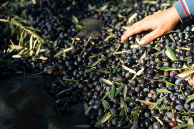 Olive picking time , Peasant Hands during Olives Harvesting , Farmer sorting freshly harvested olives. High quality photo