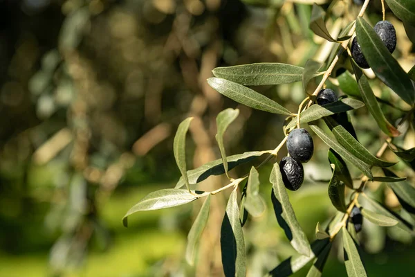 Olive oil trees full of olives.olive harvest , traditional olive farming concept. High quality photo