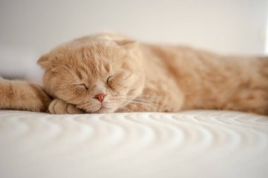 Bir kedi patisi pençesinin ucunda bir yatakta uyur. Yüksek kalite fotoğraf