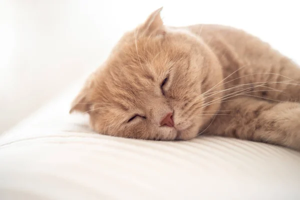 고양이는 침대에서 고품질 — 스톡 사진