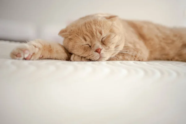 Кіт Спить Ліжку Лапою Кінці Лапи Високоякісна Фотографія — стокове фото