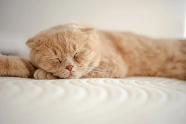 Eine Katze Schläft Auf Einem Bett Mit Der Pfote Ende — Stockfoto