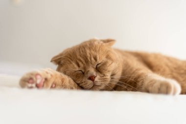 Yatakta uyuyan kızıl kedi, tüylü hayvan esneme. Güzel bir ev kedisi. Yüksek kalite fotoğraf