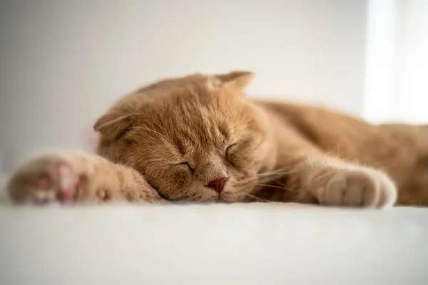 睡梦中的生姜铺在床上 毛绒绒的宠物伸展着 一只漂亮的家猫 高质量的照片 — 图库照片
