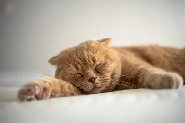 睡梦中的生姜铺在床上 毛绒绒的宠物伸展着 一只漂亮的家猫 高质量的照片 — 图库照片