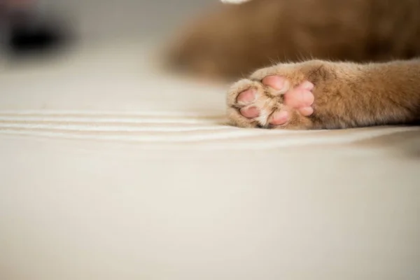 Spící Zázvor Kočka Posteli Fluffy Pet Stretching Krásný Domácí Kočka — Stock fotografie