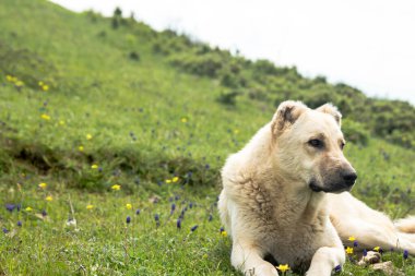 Tarlada duran bir Anadolu çoban köpeği. Çoban köpeği, sürünün güvenliğini sağlar. Yüksek kalite fotoğraf