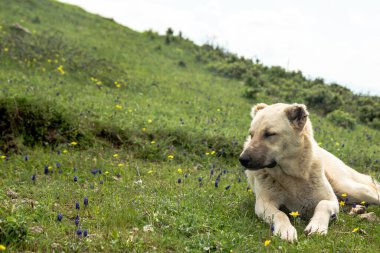 Tarlada duran bir Anadolu çoban köpeği. Çoban köpeği, sürünün güvenliğini sağlar. Yüksek kalite fotoğraf