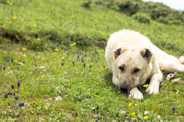 Tarlada duran bir Anadolu çoban köpeği. Çoban köpeği, sürünün güvenliğini sağlar. Yüksek kalite fotoğraf