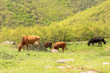 Mavi gökyüzünün altında otlayan inekler, yeşil çimen yiyen kahverengi buzağı. Yüksek kalite fotoğraf