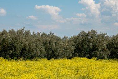 Saha doğası, ilkbahar sarı çiçeği, yeşil çimenlikteki birçok sarı çiçek. Yüksek kalite fotoğraf