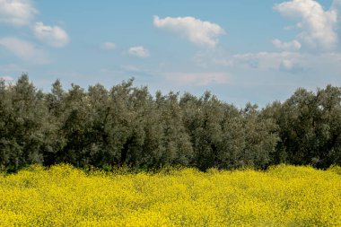 Saha doğası, ilkbahar sarı çiçeği, yeşil çimenlikteki birçok sarı çiçek. Yüksek kalite fotoğraf