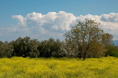 Saha doğası, ilkbahar sarı çiçeği, yeşil çimenlikteki birçok sarı çiçek. Yüksek kalite fotoğraf