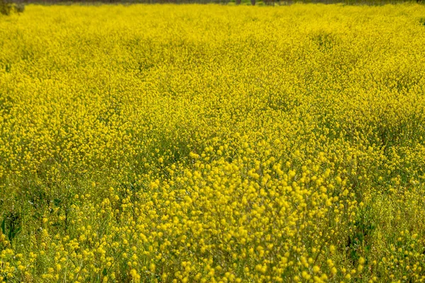 Pole Příroda Jaro Žlutý Květ Mnoho Žlutých Květin Zelené Trávě — Stock fotografie