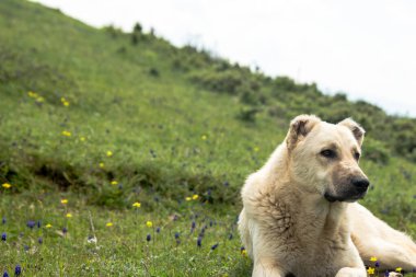 Tarlada duran bir Anadolu çoban köpeği. Çoban köpeği, sürünün güvenliğini sağlar. Yüksek kalite fotoğraf