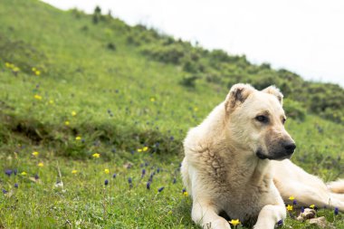 Tarlada duran bir Anadolu çoban köpeği. Çoban köpeği, sürünün güvenliğini sağlar. Yüksek kalite fotoğraf