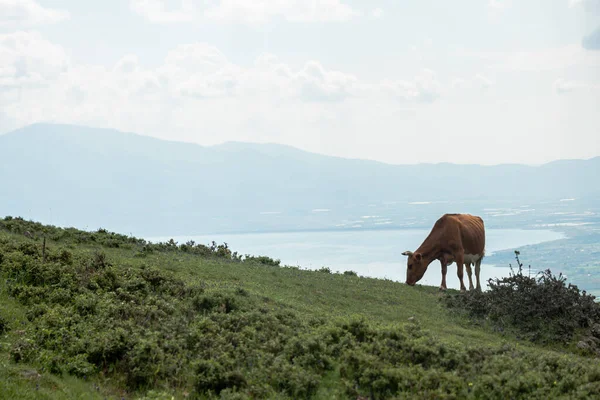 Mavi gökyüzünün altında otlayan inekler, yeşil çimen yiyen kahverengi buzağı. Yüksek kalite fotoğraf