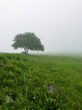 Sisli Çiftlik Alanındaki Tek Bir Yalnız Ağaç Sabah Pusları 'nda, metin için uzayı kopyalayın. Yüksek kalite fotoğraf