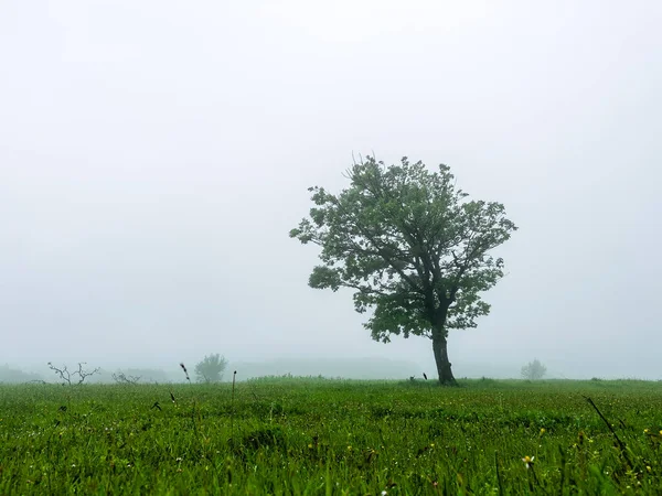 Jeden Samotny Drzewo Mglistym Polu Gospodarczym Porannej Mgle Mgle Kopiuj — Zdjęcie stockowe