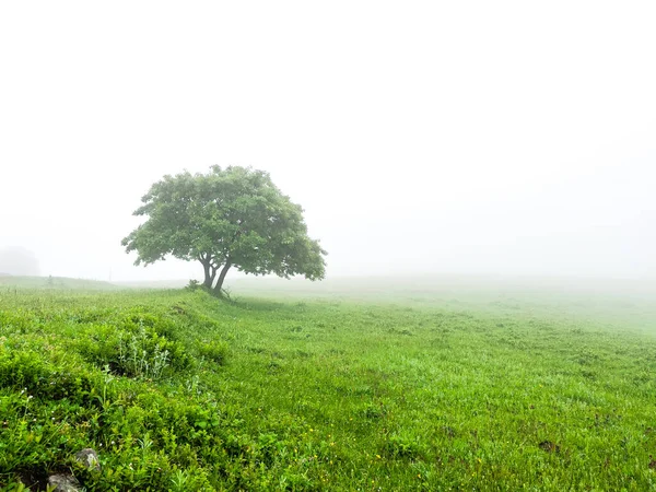 One Single Lonely Tree Foggy Farm Field Morning Haze Mist — Fotografia de Stock