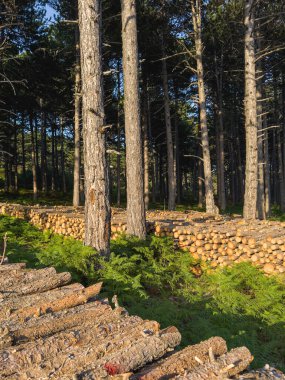 Oduncu ağaç gövdesini baltayla yakacak odun için doğradı. Kesik ahşap dokusu. Kamp için yakıt alıyorum. Doğal kesilmiş odun. Yüksek kalite fotoğraf