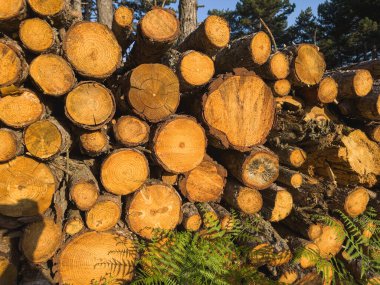 Oduncu ağaç gövdesini baltayla yakacak odun için doğradı. Kesik ahşap dokusu. Kamp için yakıt alıyorum. Doğal kesilmiş odun. Yüksek kalite fotoğraf