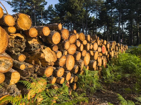 Lskogshuggaren Högg Trädstammarna För Ved Med Yxa Konsistensen Klippt Trä — Stockfoto