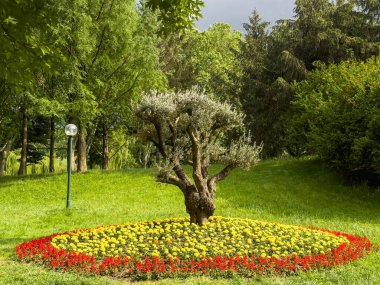 Güneşli bir günde park manzarası. - Evet. İnsanlar baharda hafta sonu etkinliği için parklarda dolaşırlar. Botanik Parkı, Bursa, Türkiye.