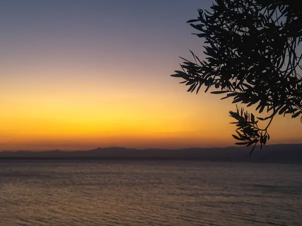 Palmiye Ağaçları Tatil Için Pembe Gökyüzü Olan Güzel Günbatımı Tropikal — Stok fotoğraf