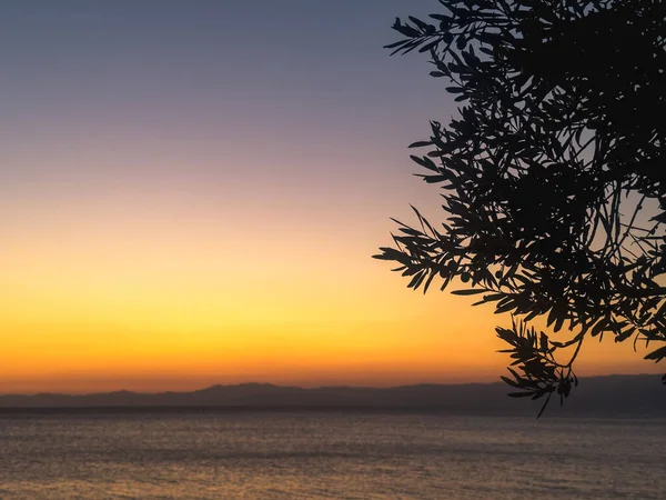 Schöner Tropischer Sonnenuntergang Mit Palme Und Rosa Himmel Für Reisen — Stockfoto