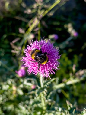 Mor bir çiçekte yaban arısı polen ve çiçek nektarı topluyor. Yüksek kalite fotoğraf